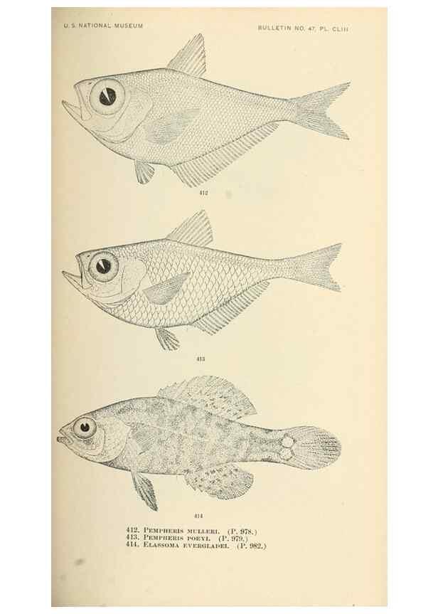 Reproducción/Reproduction 7983448320: The fishes of North and Middle America :. Washington :Smithsonian Institution, United States National Museum,1896-1900.