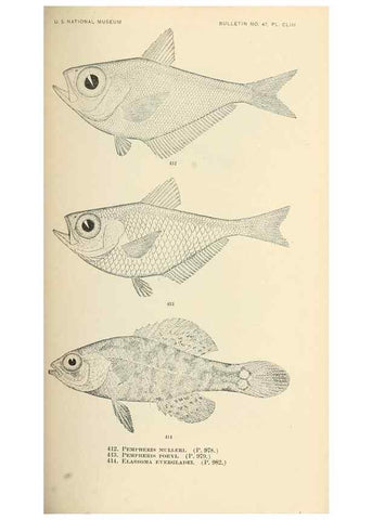 Reproducción/Reproduction 7983448320: The fishes of North and Middle America :. Washington :Smithsonian Institution, United States National Museum,1896-1900.