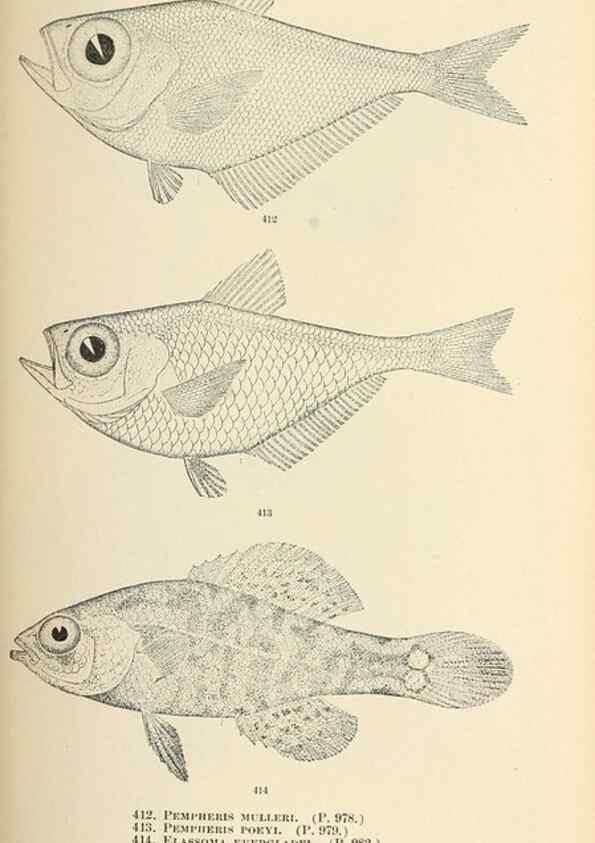 Reproducción/Reproduction 7983448320: The fishes of North and Middle America :. Washington :Smithsonian Institution, United States National Museum,1896-1900.