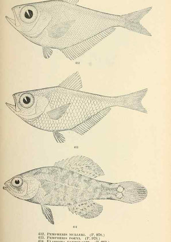 Reproducción/Reproduction 7983448320: The fishes of North and Middle America :. Washington :Smithsonian Institution, United States National Museum,1896-1900.