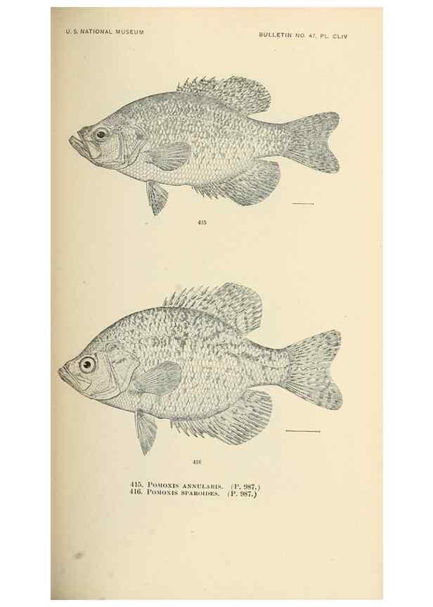 Reproducción/Reproduction 7983444225: The fishes of North and Middle America :. Washington :Smithsonian Institution, United States National Museum,1896-1900.