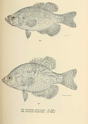 Reproducción/Reproduction 7983444225: The fishes of North and Middle America :. Washington :Smithsonian Institution, United States National Museum,1896-1900.