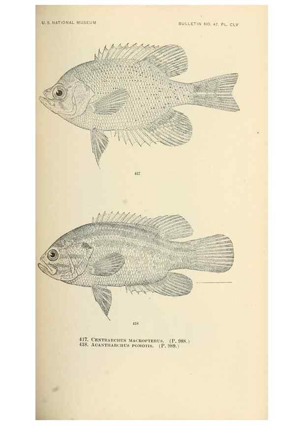 Reproducción/Reproduction 7983449686: The fishes of North and Middle America :. Washington :Smithsonian Institution, United States National Museum,1896-1900.