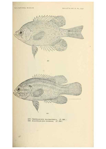 Reproducción/Reproduction 7983449686: The fishes of North and Middle America :. Washington :Smithsonian Institution, United States National Museum,1896-1900.