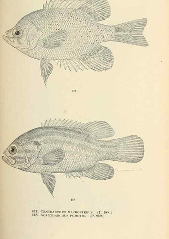 Reproducción/Reproduction 7983449686: The fishes of North and Middle America :. Washington :Smithsonian Institution, United States National Museum,1896-1900.
