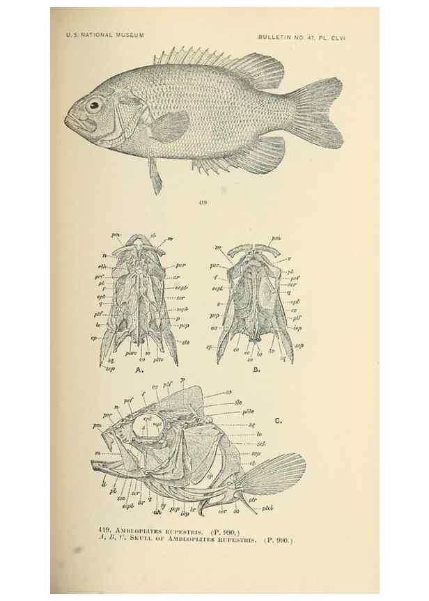 Reproducción/Reproduction 7983450580: The fishes of North and Middle America :. Washington :Smithsonian Institution, United States National Museum,1896-1900.