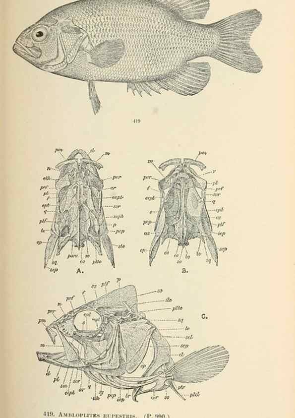 Reproducción/Reproduction 7983450580: The fishes of North and Middle America :. Washington :Smithsonian Institution, United States National Museum,1896-1900.