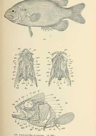 Reproducción/Reproduction 7983450580: The fishes of North and Middle America :. Washington :Smithsonian Institution, United States National Museum,1896-1900.