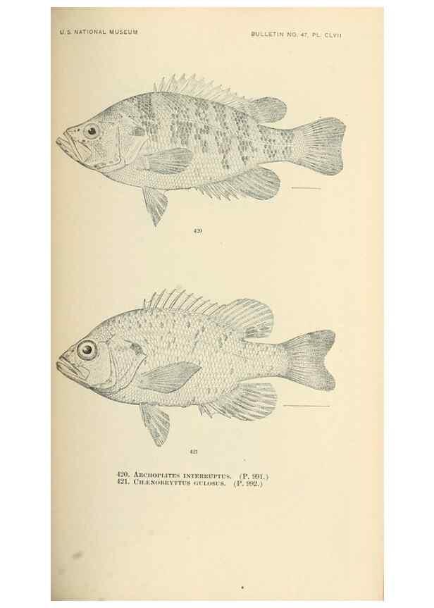 Reproducción/Reproduction 7983451272: The fishes of North and Middle America :. Washington :Smithsonian Institution, United States National Museum,1896-1900.
