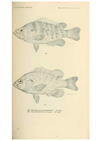 Reproducción/Reproduction 7983451272: The fishes of North and Middle America :. Washington :Smithsonian Institution, United States National Museum,1896-1900.