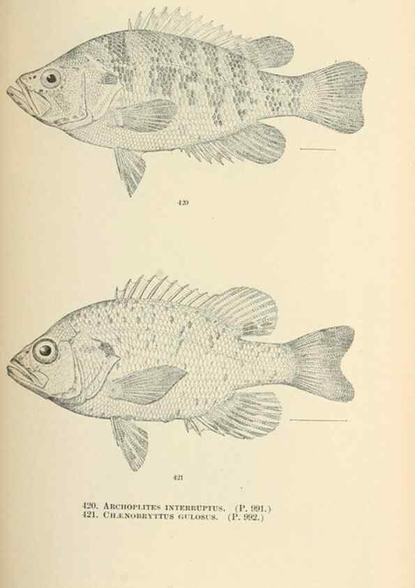 Reproducción/Reproduction 7983451272: The fishes of North and Middle America :. Washington :Smithsonian Institution, United States National Museum,1896-1900.