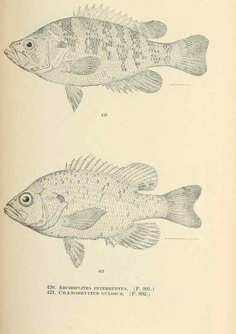 Reproducción/Reproduction 7983451272: The fishes of North and Middle America :. Washington :Smithsonian Institution, United States National Museum,1896-1900.