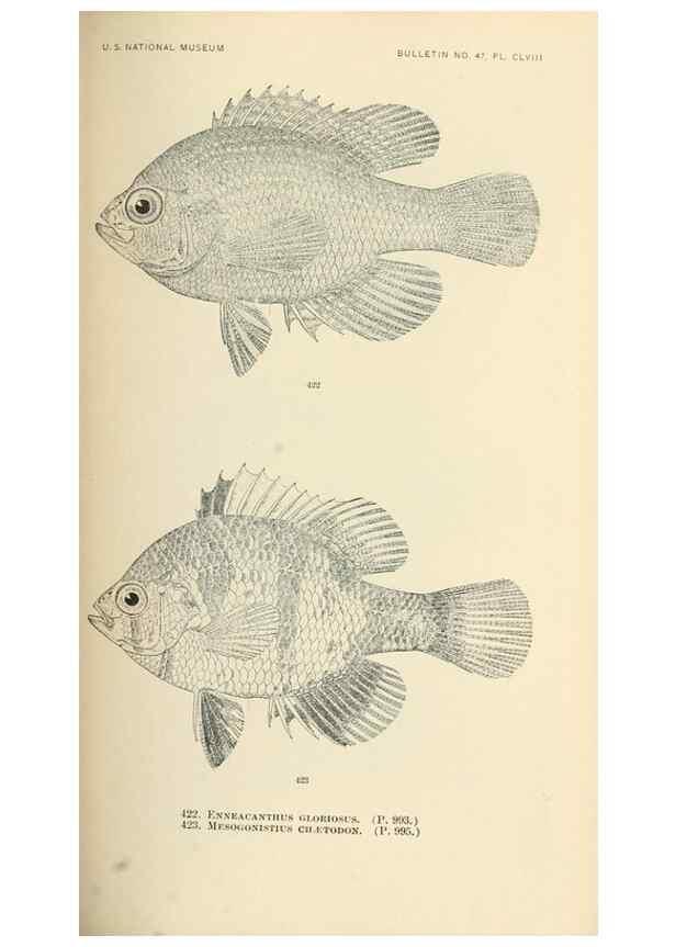 Reproducción/Reproduction 7983447179: The fishes of North and Middle America :. Washington :Smithsonian Institution, United States National Museum,1896-1900.