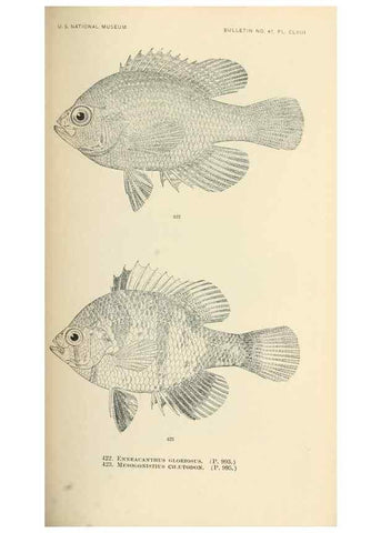 Reproducción/Reproduction 7983447179: The fishes of North and Middle America :. Washington :Smithsonian Institution, United States National Museum,1896-1900.