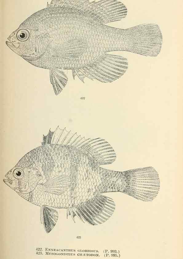 Reproducción/Reproduction 7983447179: The fishes of North and Middle America :. Washington :Smithsonian Institution, United States National Museum,1896-1900.