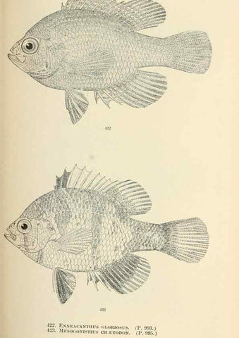 Reproducción/Reproduction 7983447179: The fishes of North and Middle America :. Washington :Smithsonian Institution, United States National Museum,1896-1900.