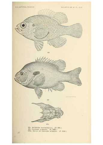 Reproducción/Reproduction 7983448033: The fishes of North and Middle America :. Washington :Smithsonian Institution, United States National Museum,1896-1900.