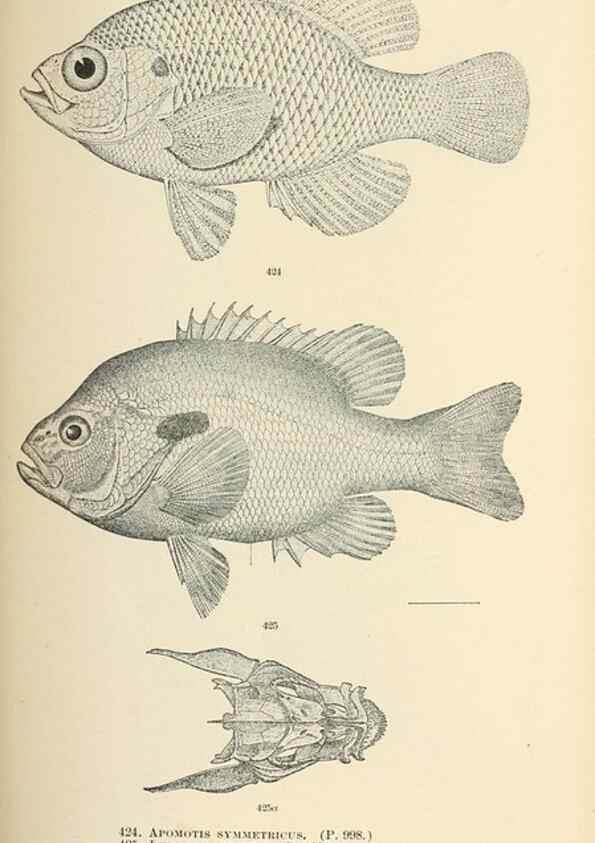 Reproducción/Reproduction 7983448033: The fishes of North and Middle America :. Washington :Smithsonian Institution, United States National Museum,1896-1900.