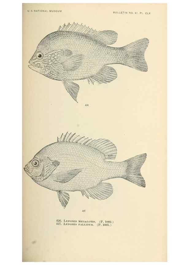 Reproducción/Reproduction 7983453200: The fishes of North and Middle America :. Washington :Smithsonian Institution, United States National Museum,1896-1900.