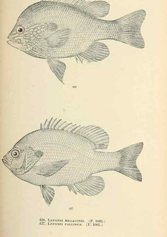 Reproducción/Reproduction 7983453200: The fishes of North and Middle America :. Washington :Smithsonian Institution, United States National Museum,1896-1900.