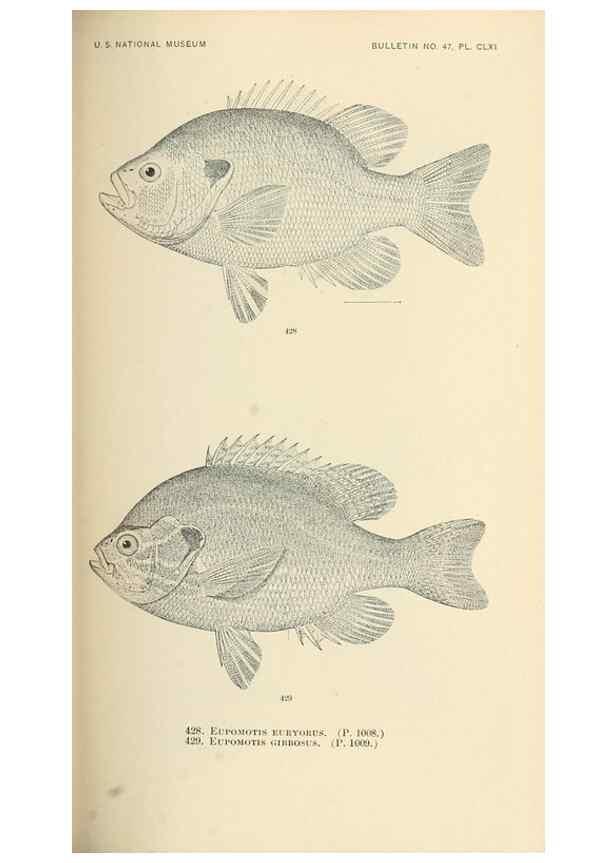 Reproducción/Reproduction 7983453952: The fishes of North and Middle America :. Washington :Smithsonian Institution, United States National Museum,1896-1900.