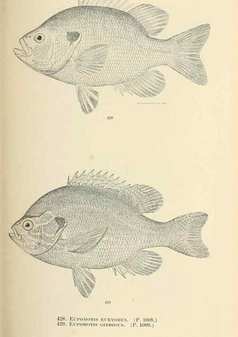 Reproducción/Reproduction 7983453952: The fishes of North and Middle America :. Washington :Smithsonian Institution, United States National Museum,1896-1900.