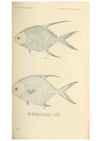 Reproducción/Reproduction 7983384386: The fishes of North and Middle America :. Washington :Smithsonian Institution, United States National Museum,1896-1900.