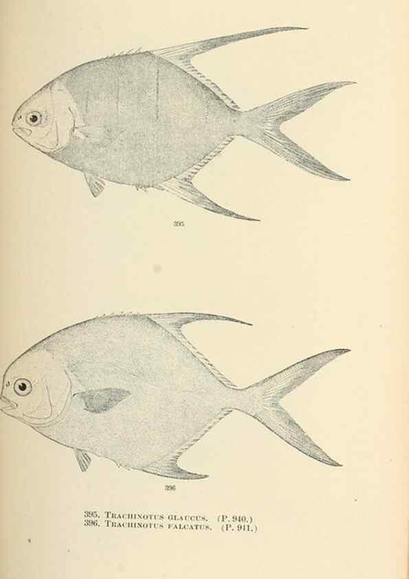 Reproducción/Reproduction 7983384386: The fishes of North and Middle America :. Washington :Smithsonian Institution, United States National Museum,1896-1900.