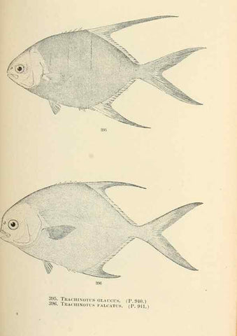Reproducción/Reproduction 7983384386: The fishes of North and Middle America :. Washington :Smithsonian Institution, United States National Museum,1896-1900.