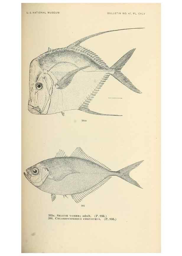 Reproducción/Reproduction 7983379185: The fishes of North and Middle America :. Washington :Smithsonian Institution, United States National Museum,1896-1900.