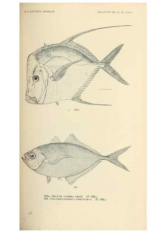 Reproducción/Reproduction 7983379185: The fishes of North and Middle America :. Washington :Smithsonian Institution, United States National Museum,1896-1900.
