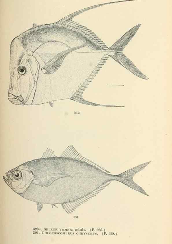 Reproducción/Reproduction 7983379185: The fishes of North and Middle America :. Washington :Smithsonian Institution, United States National Museum,1896-1900.