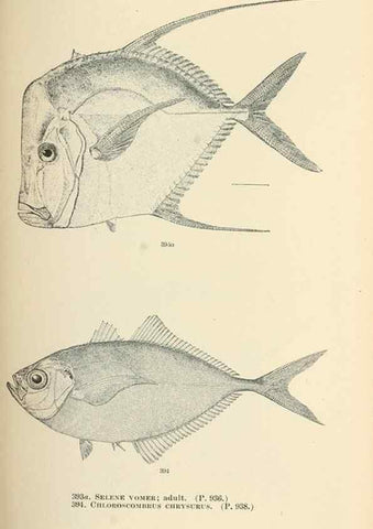 Reproducción/Reproduction 7983379185: The fishes of North and Middle America :. Washington :Smithsonian Institution, United States National Museum,1896-1900.