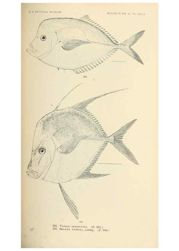 Reproducción/Reproduction 7983378647: The fishes of North and Middle America :. Washington :Smithsonian Institution, United States National Museum,1896-1900.