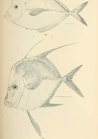 Reproducción/Reproduction 7983378647: The fishes of North and Middle America :. Washington :Smithsonian Institution, United States National Museum,1896-1900.