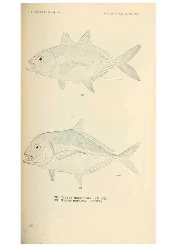 Reproducción/Reproduction 7983382758: The fishes of North and Middle America :. Washington :Smithsonian Institution, United States National Museum,1896-1900.