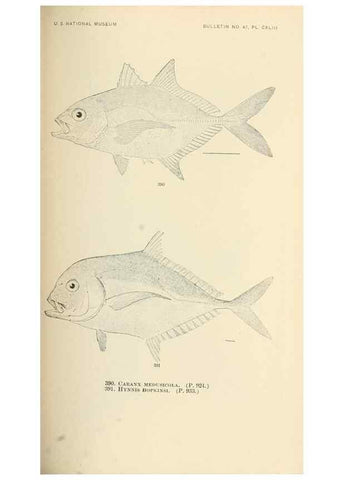 Reproducción/Reproduction 7983382758: The fishes of North and Middle America :. Washington :Smithsonian Institution, United States National Museum,1896-1900.