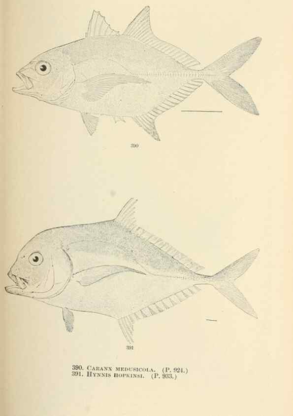 Reproducción/Reproduction 7983382758: The fishes of North and Middle America :. Washington :Smithsonian Institution, United States National Museum,1896-1900.