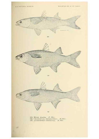 Reproducción/Reproduction 7983368079: The fishes of North and Middle America :. Washington :Smithsonian Institution, United States National Museum,1896-1900.