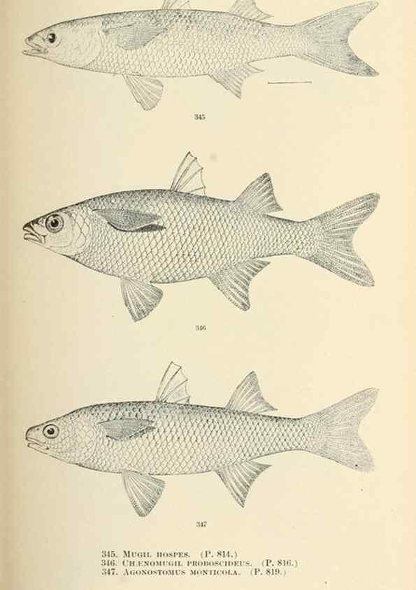 Reproducción/Reproduction 7983368079: The fishes of North and Middle America :. Washington :Smithsonian Institution, United States National Museum,1896-1900.