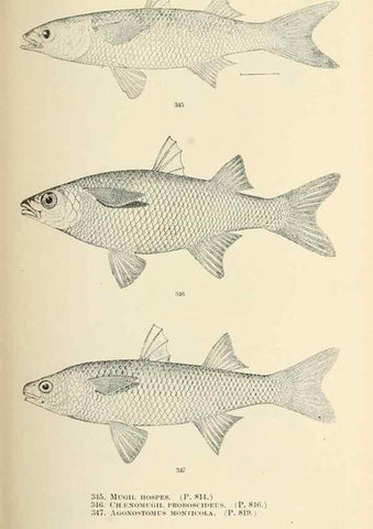 Reproducción/Reproduction 7983368079: The fishes of North and Middle America :. Washington :Smithsonian Institution, United States National Museum,1896-1900.