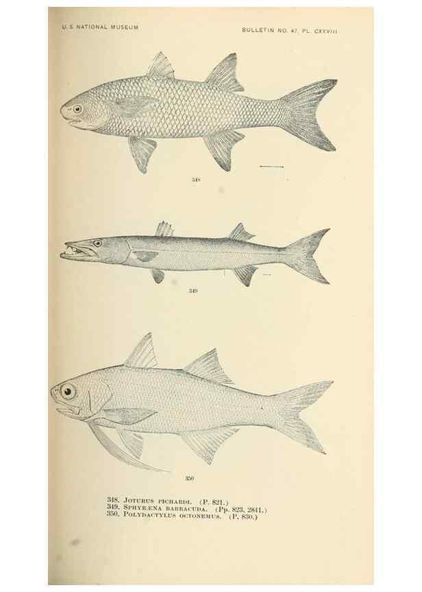 Reproducción/Reproduction 7983373066: The fishes of North and Middle America :. Washington :Smithsonian Institution, United States National Museum,1896-1900.