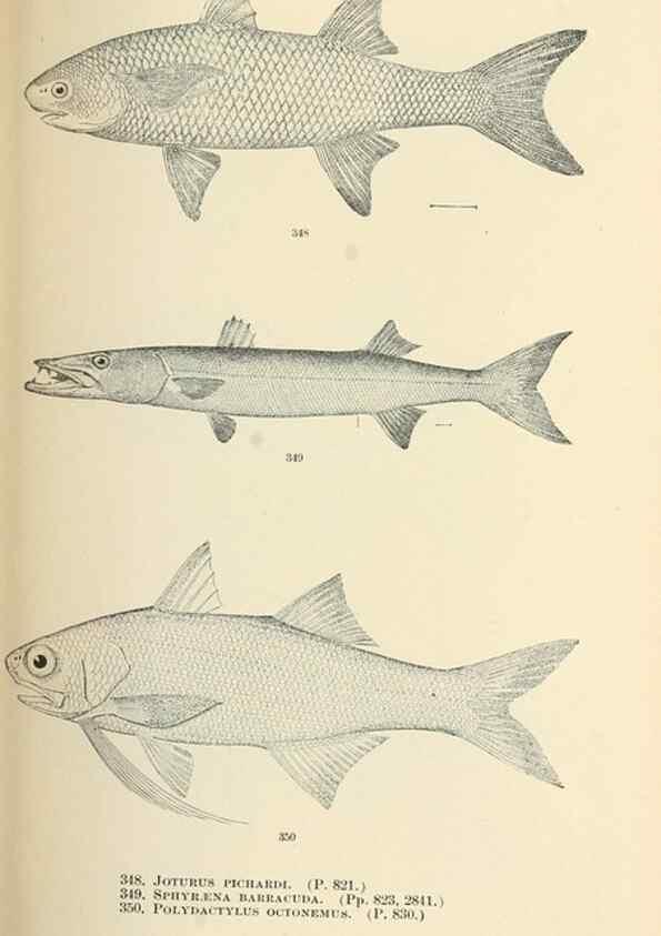 Reproducción/Reproduction 7983373066: The fishes of North and Middle America :. Washington :Smithsonian Institution, United States National Museum,1896-1900.