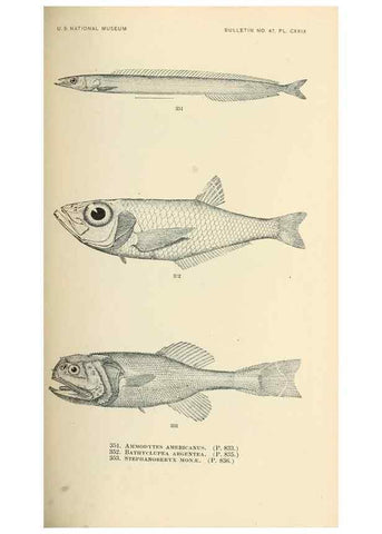 Reproducción/Reproduction 7983369351: The fishes of North and Middle America :. Washington :Smithsonian Institution, United States National Museum,1896-1900.