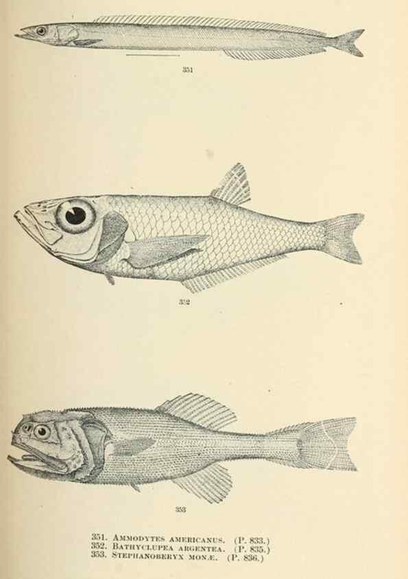 Reproducción/Reproduction 7983369351: The fishes of North and Middle America :. Washington :Smithsonian Institution, United States National Museum,1896-1900.