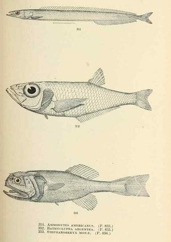 Reproducción/Reproduction 7983369351: The fishes of North and Middle America :. Washington :Smithsonian Institution, United States National Museum,1896-1900.