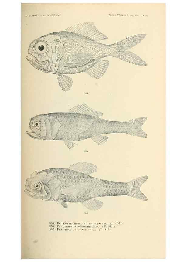 Reproducción/Reproduction 7983369983: The fishes of North and Middle America :. Washington :Smithsonian Institution, United States National Museum,1896-1900.