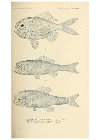 Reproducción/Reproduction 7983369983: The fishes of North and Middle America :. Washington :Smithsonian Institution, United States National Museum,1896-1900.