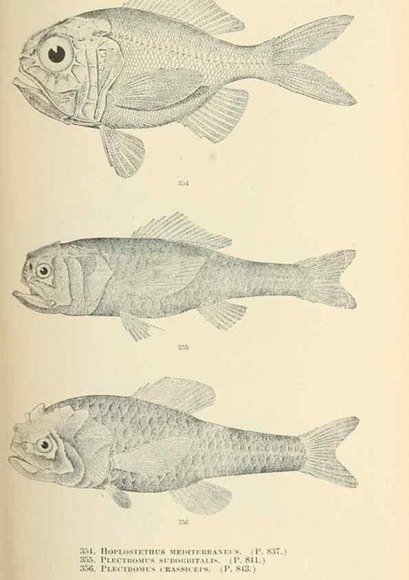 Reproducción/Reproduction 7983369983: The fishes of North and Middle America :. Washington :Smithsonian Institution, United States National Museum,1896-1900.