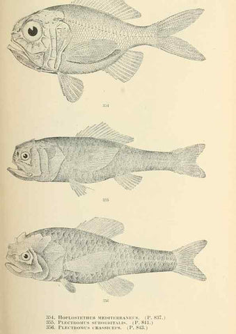 Reproducción/Reproduction 7983369983: The fishes of North and Middle America :. Washington :Smithsonian Institution, United States National Museum,1896-1900.